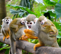 Tour - monkey jungle