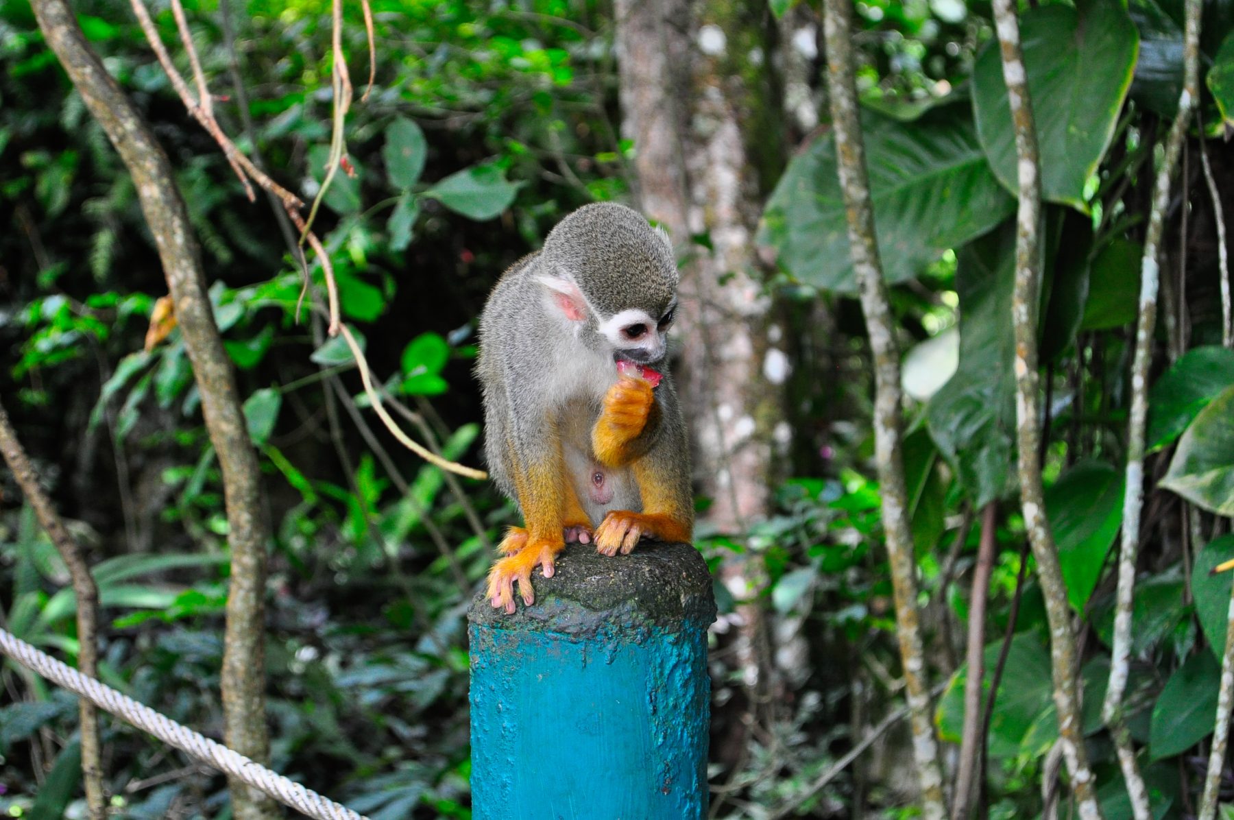 Monkeyland experience from Punta Cana