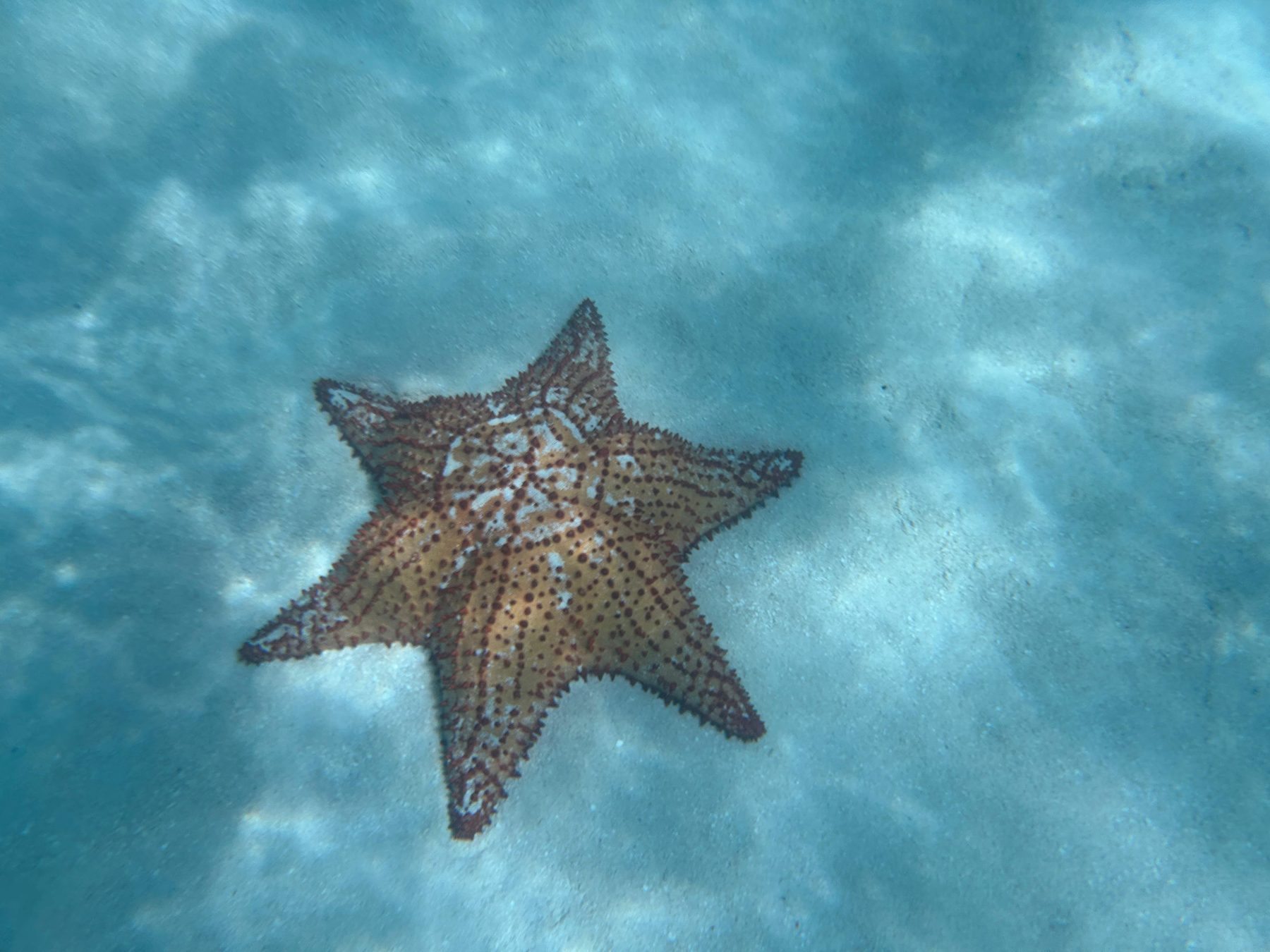 Natural pool stop on Saona Island excursion