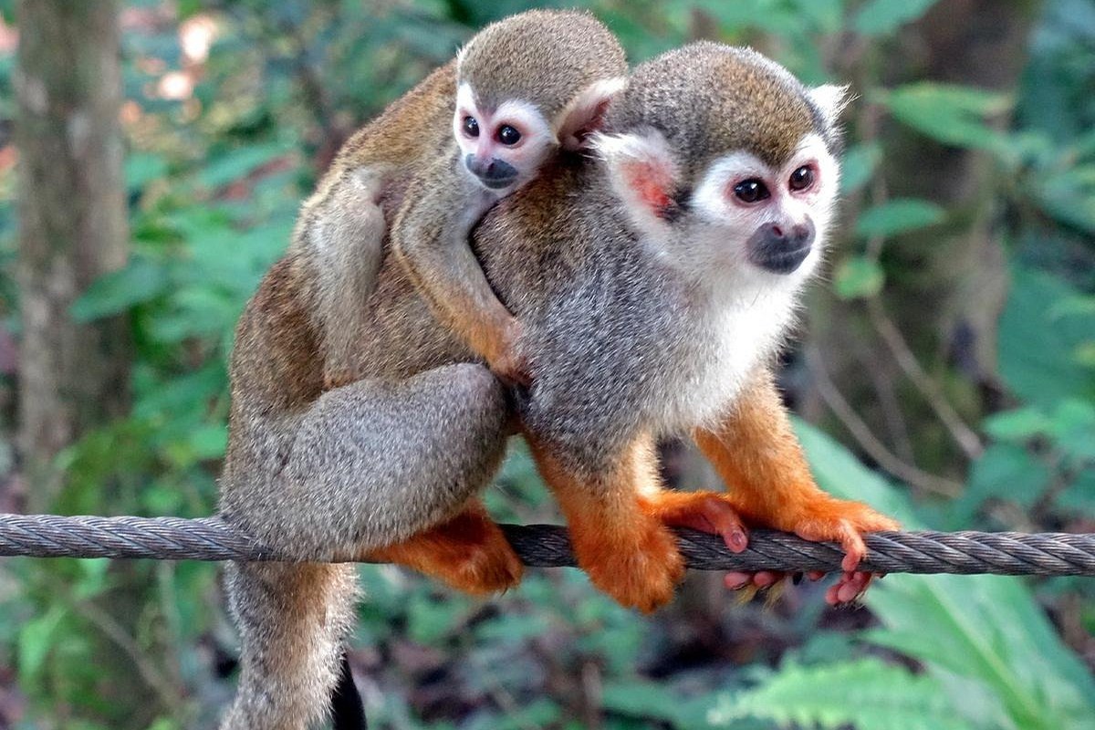 Family friendly Monkeyland tour in Punta Cana