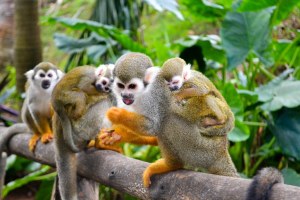 Punta Cana: Monkeyland Squirrel Monkey Encounter